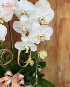 LAN HỒ ĐIỆP TRẮNG