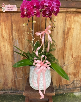 LAN HỒ ĐIỆP TÍM