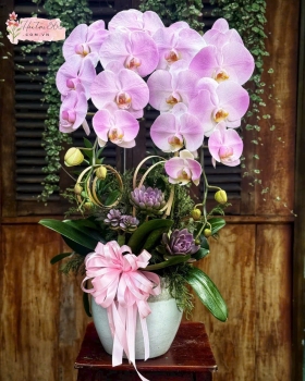 LAN HỒ ĐIỆP HỒNG