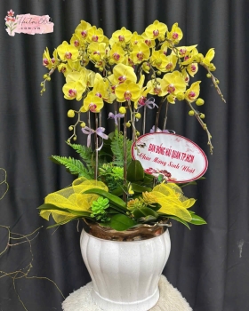 LAN HỒ ĐIỆP LHD11