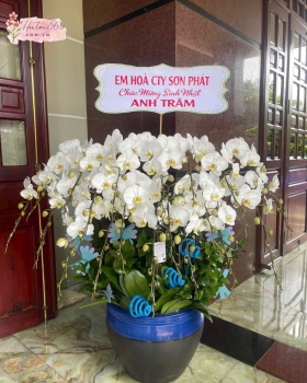 LAN HỒ ĐIỆP LHD01