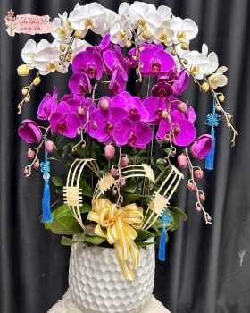 LAN HỒ ĐIỆP LHD08