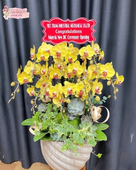 LAN HỒ ĐIỆP HỒNG TÍM