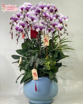 LAN HỒ ĐIỆP LHD10