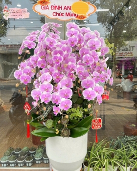 LAN HỒ ĐIỆP LHD20