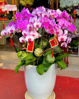 LAN HỒ ĐIỆP LHD18