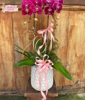 LAN HỒ ĐIỆP TÍM