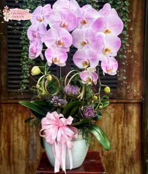 LAN HỒ ĐIỆP HỒNG