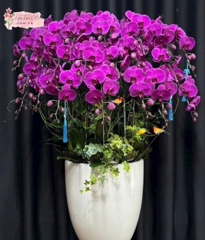 LAN HỒ ĐIỆP LHD16