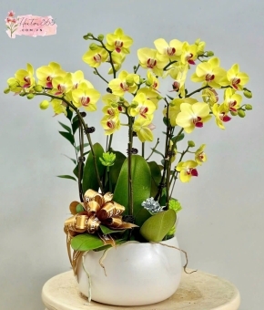 LAN HỒ ĐIỆP LHD12