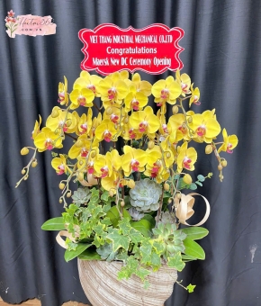 LAN HỒ ĐIỆP HỒNG TÍM