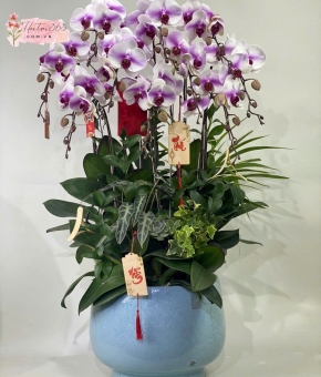 LAN HỒ ĐIỆP LHD10