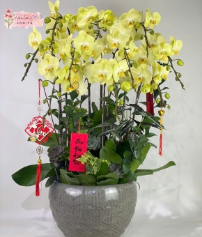 LAN HỒ ĐIỆP LHD19