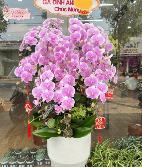 LAN HỒ ĐIỆP LHD20