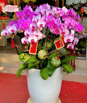 LAN HỒ ĐIỆP LHD18