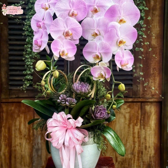 LAN HỒ ĐIỆP HỒNG
