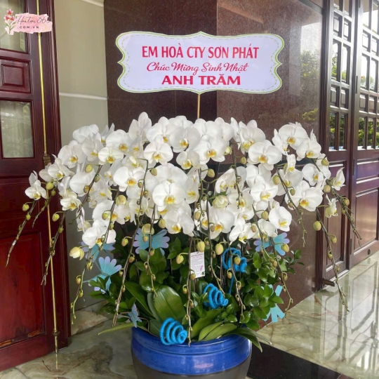 LAN HỒ ĐIỆP LHD01