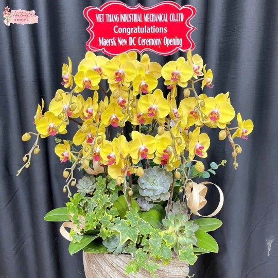 LAN HỒ ĐIỆP HỒNG TÍM