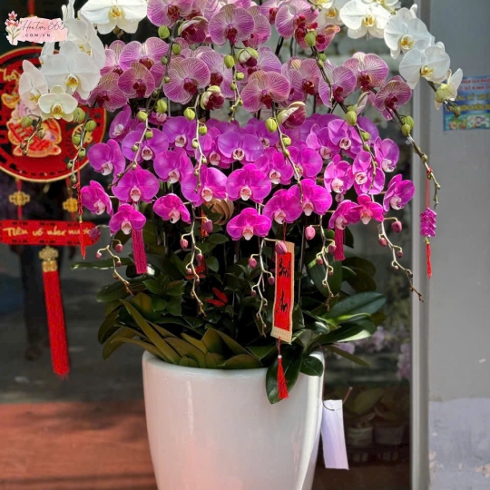 HOA LAN TẾT 